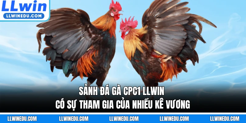 Sảnh đá gà CPC1 LLWIN có sự tham gia của nhiều kê vương